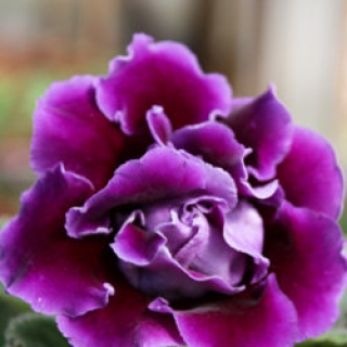 Глоксиния Брокад F1 Блю [100 драже] - ООО «Семена Тут»