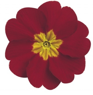 Примула Данова Ред энд Роуз Шейдес [1000 шт] - ООО «Семена Тут»