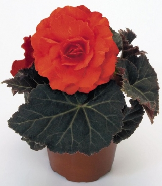 Бегония клубневая Нонстоп Мокка Дип Оранж [500 драже] - ООО «Семена Тут»