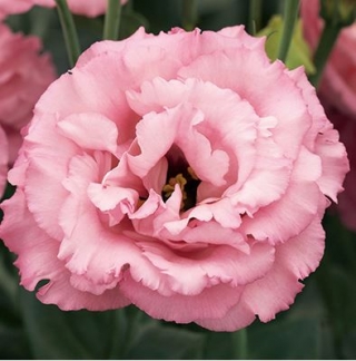 Эустома Корелли 3 Роуз [100 драже] - ООО «Семена Тут»