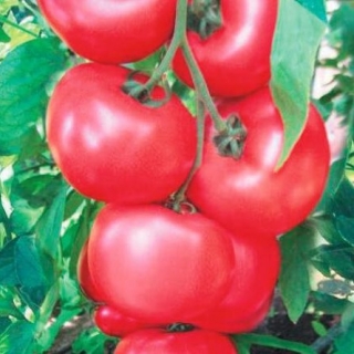 Томат Ханни Мун F1 - ООО «Семена Тут»