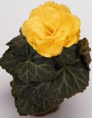 Бегония клубневая Нонстоп Мокка Еллоу [500 драже] - ООО «Семена Тут»