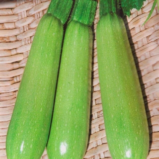 Кабачок Донья Перфекта F1 - ООО «Семена Тут»