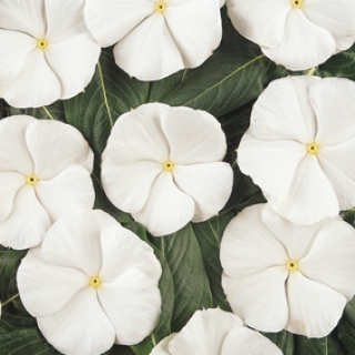 Катарантус Пацифика Вайт [1000 шт] - ООО «Семена Тут»