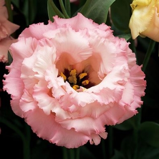 Эустома Корелли 3 Эприкот  [1000 драже] - ООО «Семена Тут»