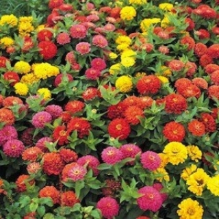 Цинния Дримленд Микс [500 шт] - ООО «Семена Тут»