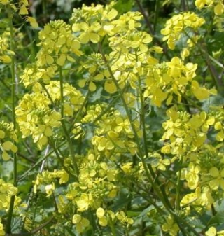 img-0: Горчица Люкс сарептская - ООО «Семена Тут»