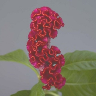 Целозия гребенчатая Нео Ред [100 шт] - ООО «Семена Тут»