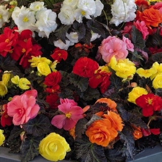 Бегония клубневая Нонстоп Мокка Микс [500 драже] - ООО «Семена Тут»