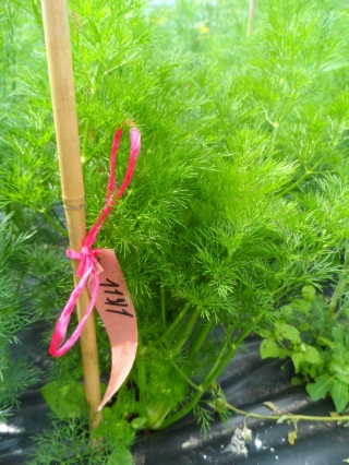 img-0: Укроп Изумруд - ООО «Семена Тут»