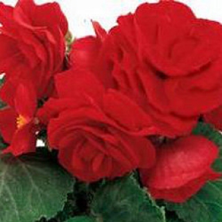 Бегония клубневая Фортун Дип Ред [250 драже] - ООО «Семена Тут»