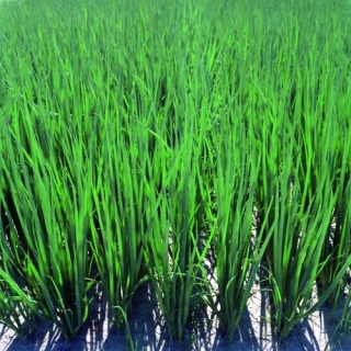 Лук шнитт Карат - ООО «Семена Тут»