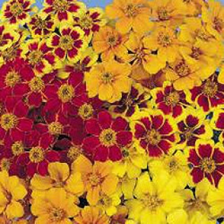 Бархатцы отклоненные Диско Микс [2000 шт] - ООО «Семена Тут»