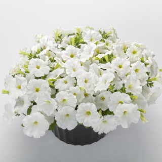 Петуния ампельная Фото Финиш Вайт [1000 драже] - ООО «Семена Тут»