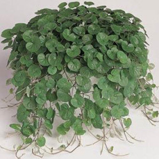 Дихондра Эмеральд фолс [100 м/драже] - ООО «Семена Тут»