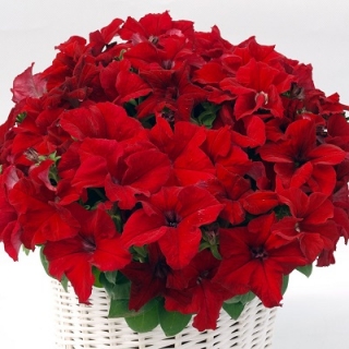 Петуния грандифлора Капри Ред [250 драже] - ООО «Семена Тут»