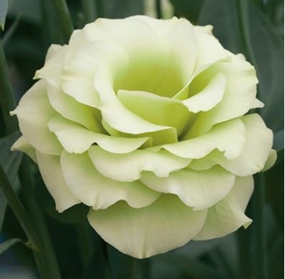 Эустома Крома 3 Грин [500 драже] - ООО «Семена Тут»