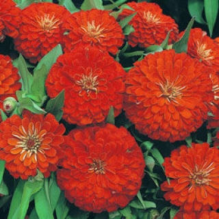 Цинния Дримленд Скарлет [250 шт] - ООО «Семена Тут»