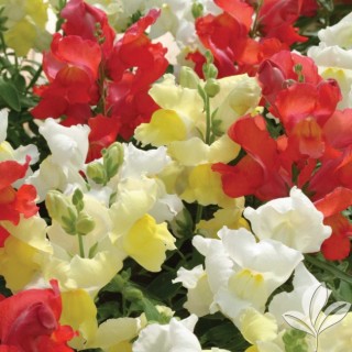 Львиный зев Снэпшот Цитрус Микс [1000 шт] - ООО «Семена Тут»