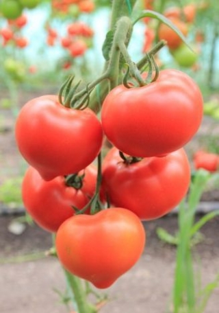 img-1: Томат Белфорт F1 - ООО «Семена Тут»