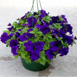 Петуния грандифлора Эспрессо Грандэ Блю [100 драже] - ООО «Семена Тут»