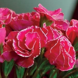 Примула махровая Примлет Роуз Виз Эйдж [1000 шт] - ООО «Семена Тут»