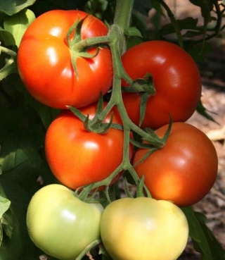 Томат Берберана F1 - ООО «Семена Тут»