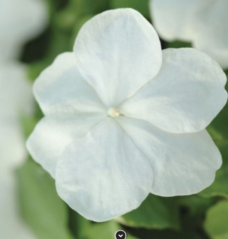 img-0: Бальзамин Супер Элфин F1 Вайт [30 шт] - ООО «Семена Тут»