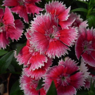 img-1: Гвоздика Чиба Черри Пикоти [250 шт] - ООО «Семена Тут»