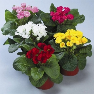 Примула махровая Розанна Микс [100 шт] - ООО «Семена Тут»