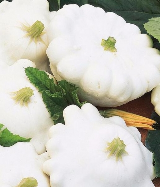 img-1: Патиссон Пятачок - ООО «Семена Тут»