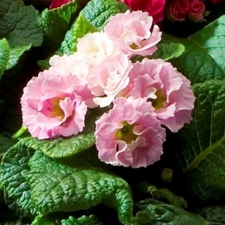 Примула махровая Розанна Роуз Пинк Шейдес [1000 шт] - ООО «Семена Тут»