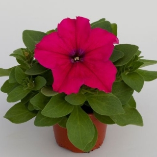 Петуния грандифлора Эспрессо Грандэ Дип Роуз [1050 драже] - ООО «Семена Тут»