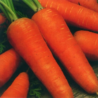 Морковь Шантанэ - ООО «Семена Тут»