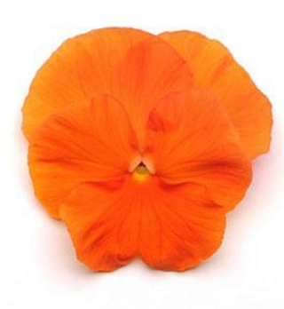 Виола крупноцветковая Матрикс Оранж [1000 шт] - ООО «Семена Тут»