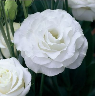 Эустома Крома 3 Силки Вайт [100 драже] - ООО «Семена Тут»