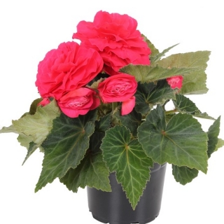 Бегония клубневая Нонстоп Ред [500 драже] - ООО «Семена Тут»