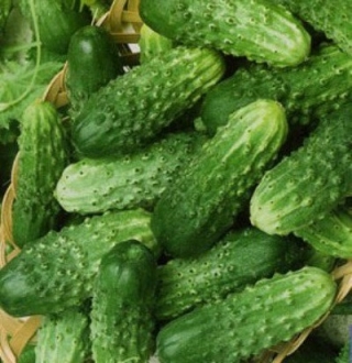 Огурец Пальчик - ООО «Семена Тут»