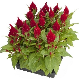 img-0: Целозия перистая Глориас Ред [100 шт] - ООО «Семена Тут»