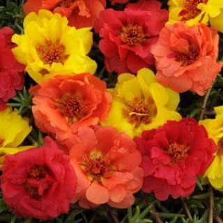 Портулак Хэппи Трилс Тропикал микс [1000 шт] - ООО «Семена Тут»