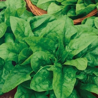 Шпинат Крепыш (инкруст. семена) - ООО «Семена Тут»