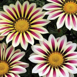 Газания Биг Кисс Вайт Флейм [1000 шт]* - ООО «Семена Тут»