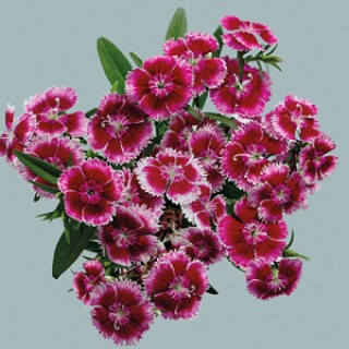 img-0: Гвоздика Чиба Черри Пикоти [250 шт] - ООО «Семена Тут»