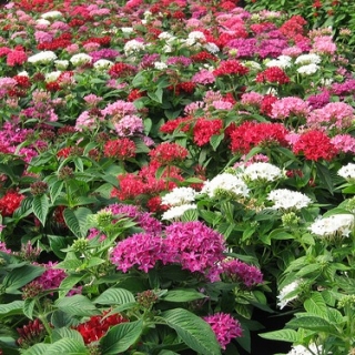 Пентас Граффити Микс [1000 драже] - ООО «Семена Тут»