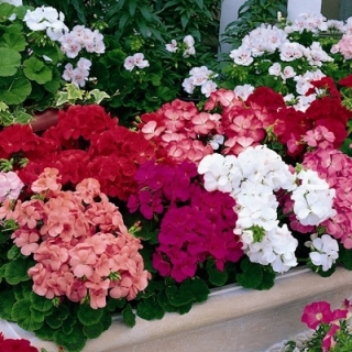 Пеларгония зональная Маверик Микс [1000 шт] - ООО «Семена Тут»