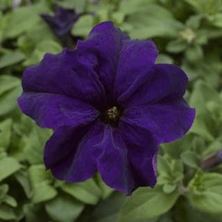 Петуния грандифлора Дувет Блю [1000 драже] - ООО «Семена Тут»