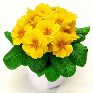 Примула Орион Еллоу виз Ай [250 шт] - ООО «Семена Тут»