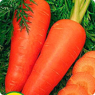 Морковь Шантенэ Комет - ООО «Семена Тут»