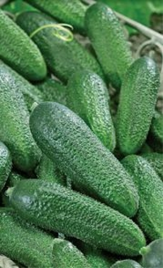 img-1: Огурец Корентин F1* - ООО «Семена Тут»