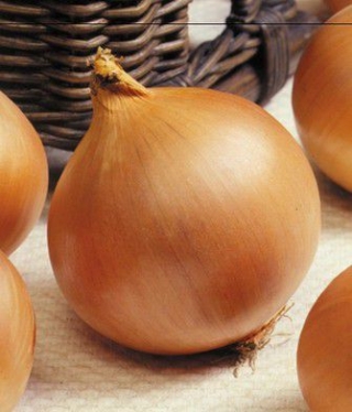 img-0: Лук репчатый Премито F1 - ООО «Семена Тут»